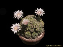 Gymnocalycium spec. 169